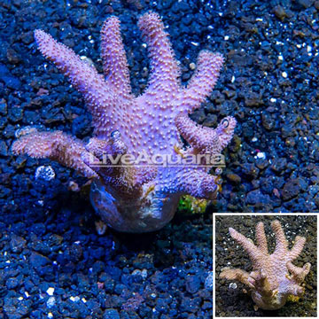 Sinularia Leather Coral Vietnam