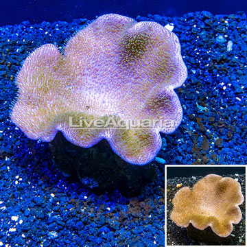 Toadstool Mushroom Leather Coral  Vietnam