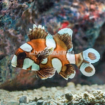 Harlequin Sweetlips