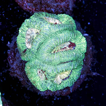 USA Cultured Favia Coral