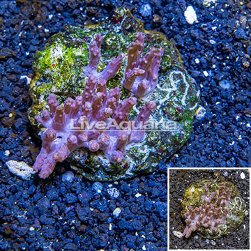 Tree Coral Indonesia