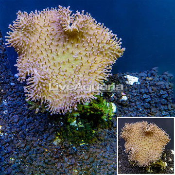 Toadstool Leather Coral Vietnam