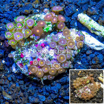 Zoanthus Coral Indonesia