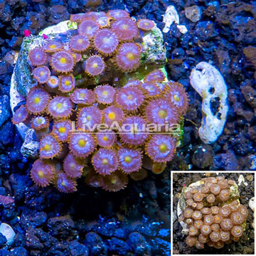 Zoanthus Coral Indonesia