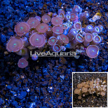 Zoanthus Coral Vietnam