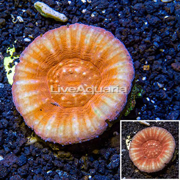 Scolymia Coral Australia