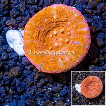 Scolymia Coral Australia