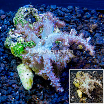 Sinularia Leather Coral Vietnam