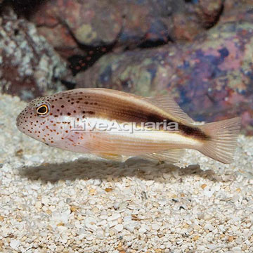 Freckled Hawkfish 