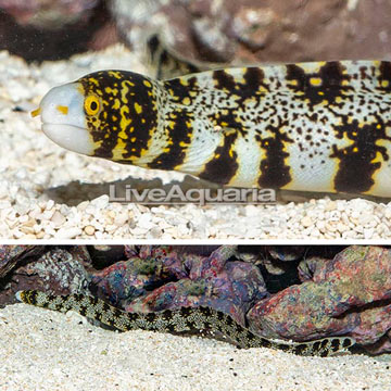 Snowflake Eel 