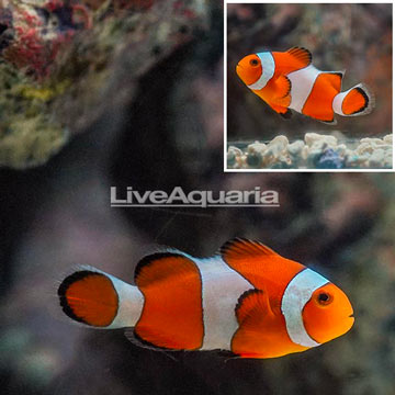 Ocellaris Clownfish