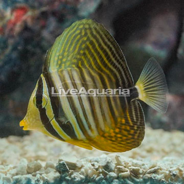 Sailfin Tang