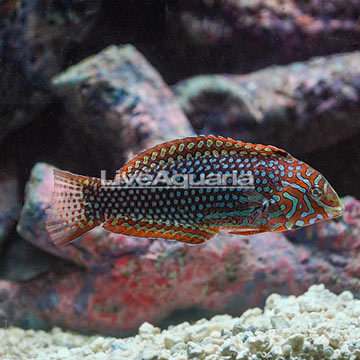 Leopard Wrasse EXPERT ONLY