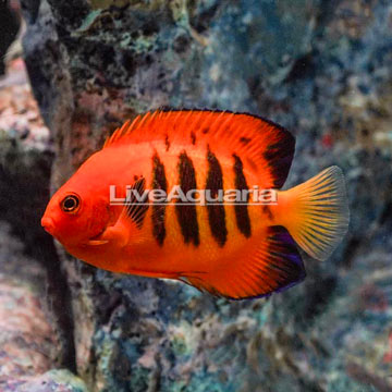 Flame Angelfish