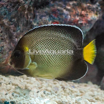 Cream Angelfish