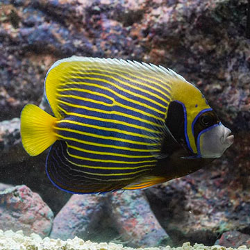 Emperor Angelfish 