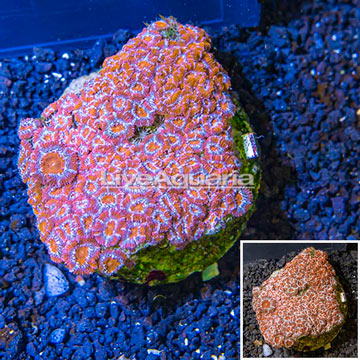 Acan Lord Coral Indonesia