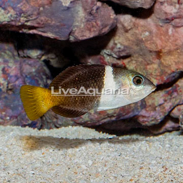 Banner Wrasse 