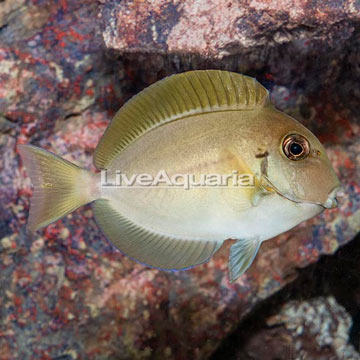 Epaulette Surgeonfish