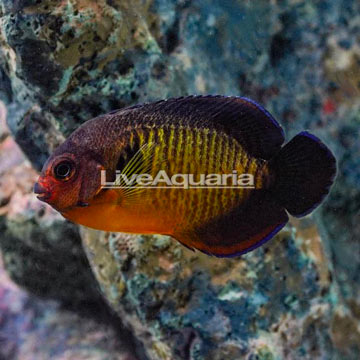 Coral Beauty Angelfish