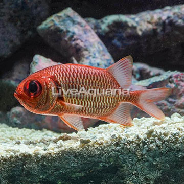 Big Eye Black Bar Soldierfish