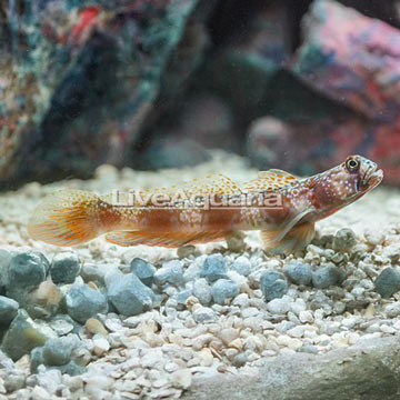 Orange Spotted Goby