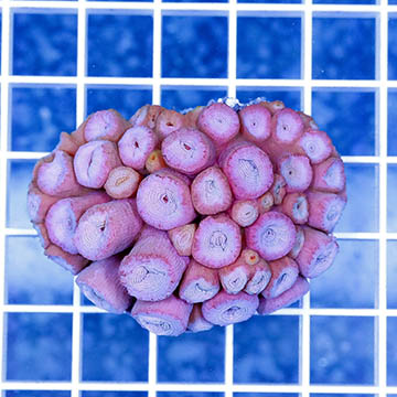 Tube Coral, Pink