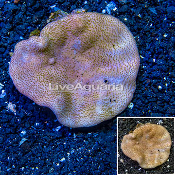 Toadstool Mushroom Leather Coral  Vietnam