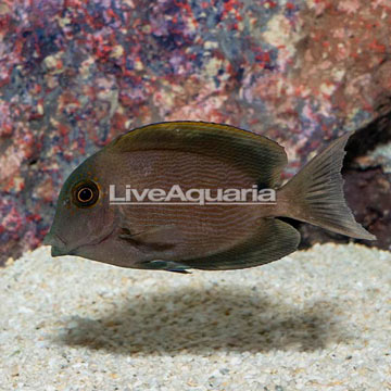 Striated Bristletooth Tang