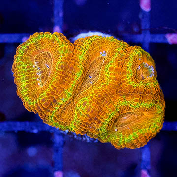 USA Cultured Acan Lord Coral