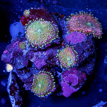 Rainbow Ricordea Mushroom Coral