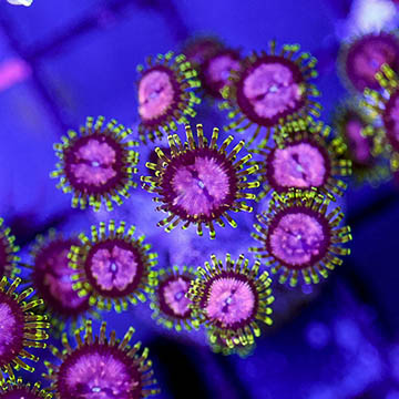 USA Cultured Zoanthus Coral