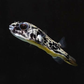 Fahaka Puffer
