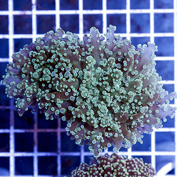 Frogspawn Coral