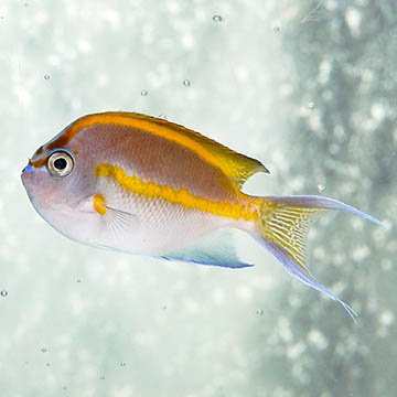 Bellus Angelfish