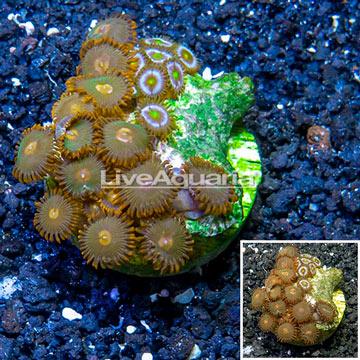 Zoanthus Coral Indonesia