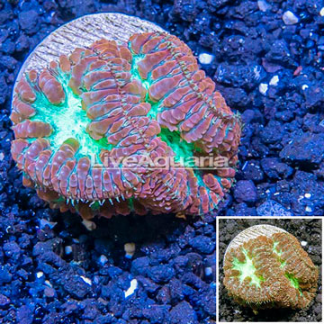 LiveAquaria® Cultured Blastomussa Coral 