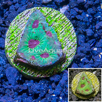 LiveAquaria® Cultured Favia Coral