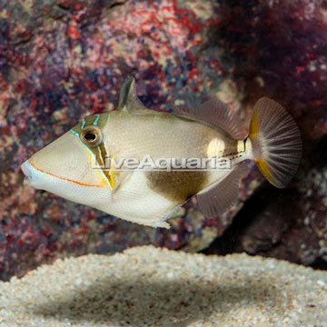 Bursa Triggerfish