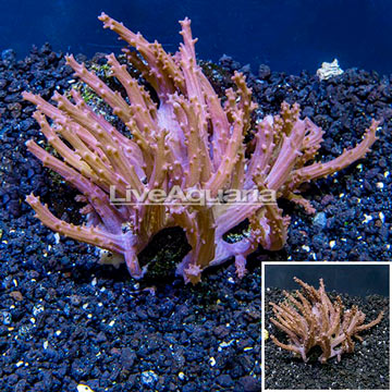 Tree Coral Indonesia