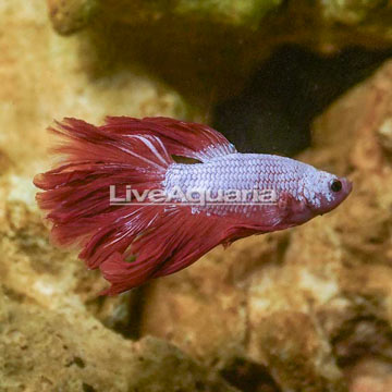 Dragon Scale Betta