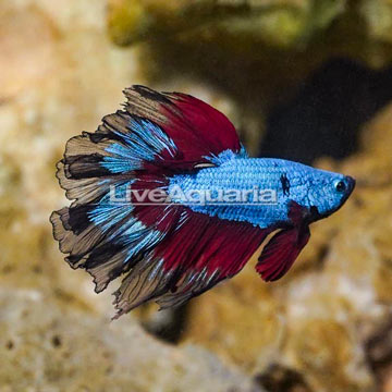 Rosetail Betta