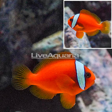 Tomato Clownfish