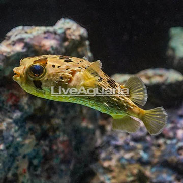 Porcupine Puffer