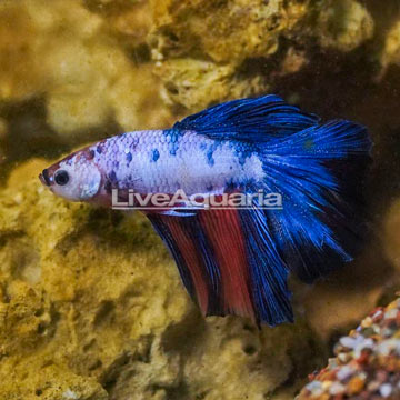 Koi Mandarine Betta, Male 