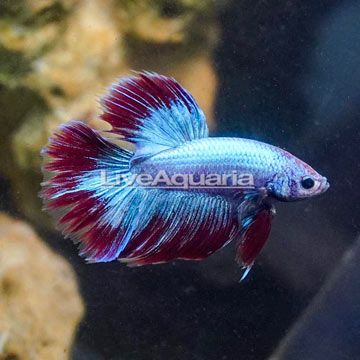 Delta Tail Betta, Male