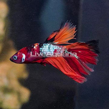 Koi Tangerine Betta