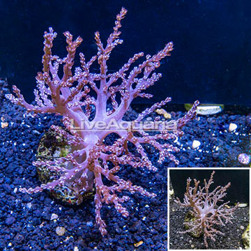 Pineapple Tree Coral Indonesia