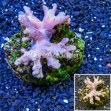 Sinularia Leather Coral Indonesia