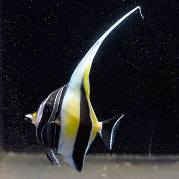Moorish Idol, 2.75 EXPERT ONLY